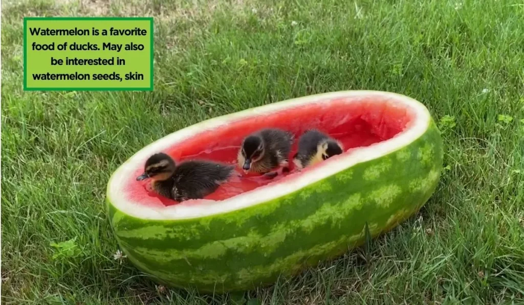 Ducks Like Watermelon