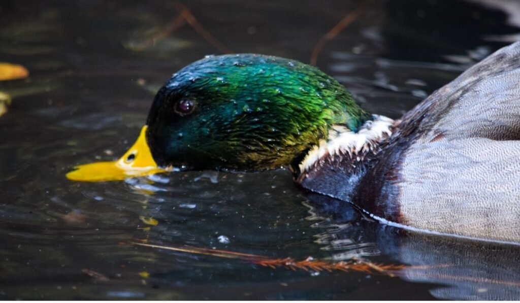 Ducks Omnivores