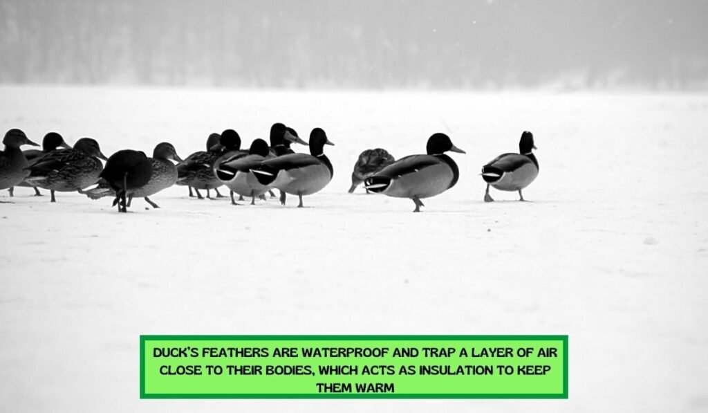 Ducks Stay Warm in Cold Water
