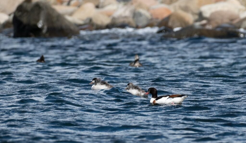 Do Ducks Swim In The Ocean?