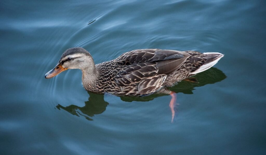 Do Ducks Swim In Water?