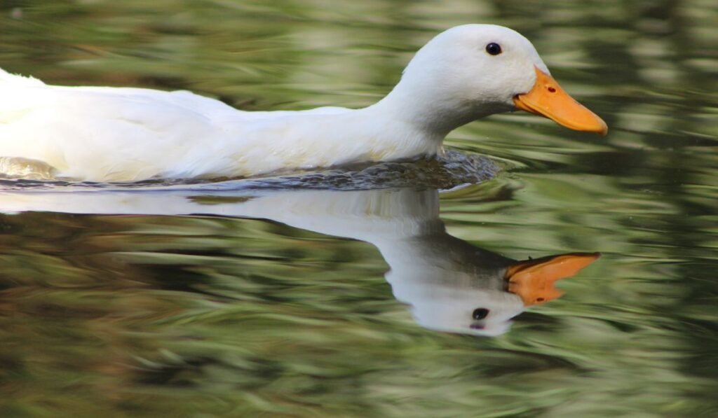 Ducks Swim in a Chlorine Pool