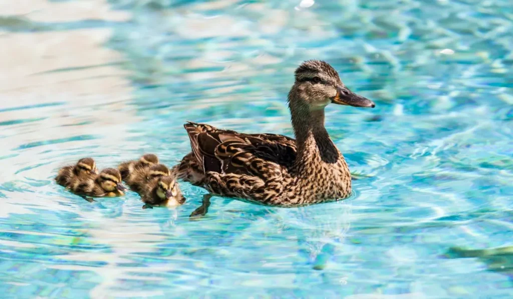 Ducks Swim in a Chlorine Pool