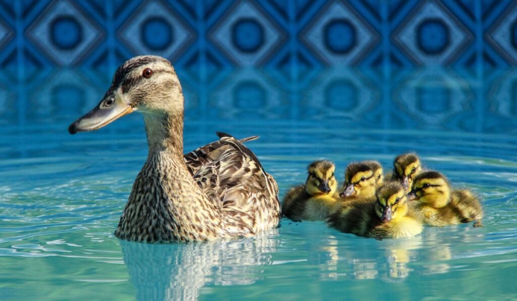 Is It Safe For Ducks To Swim In Pools With Chlorine Water