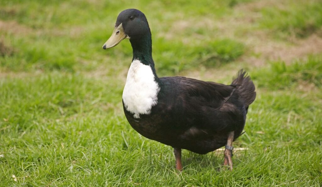 History And Location Of Duclair Duck Breed