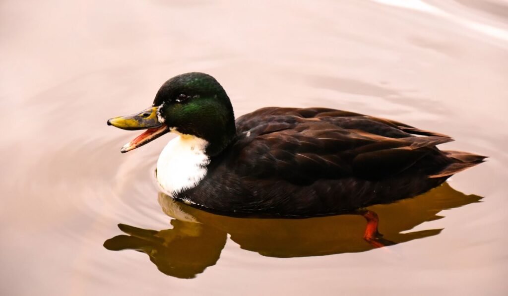Duclair Duck Breed – A Short Profile
