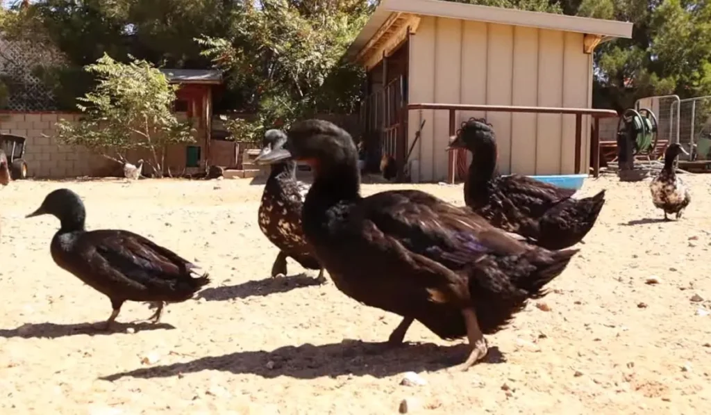 East Indie Duck Breed
