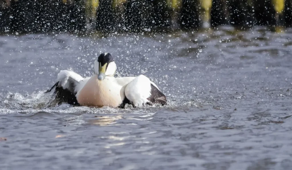 Eider Duck Breed