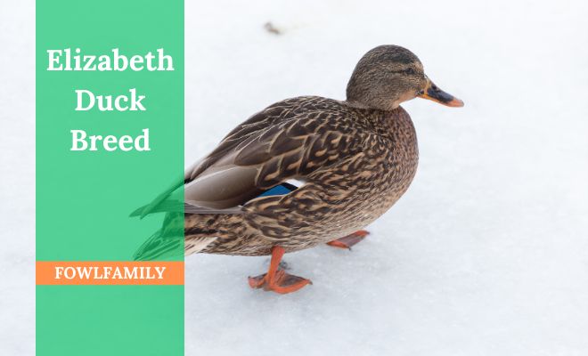 Elizabeth Duck Breed: The Charm of These Unique Ducks