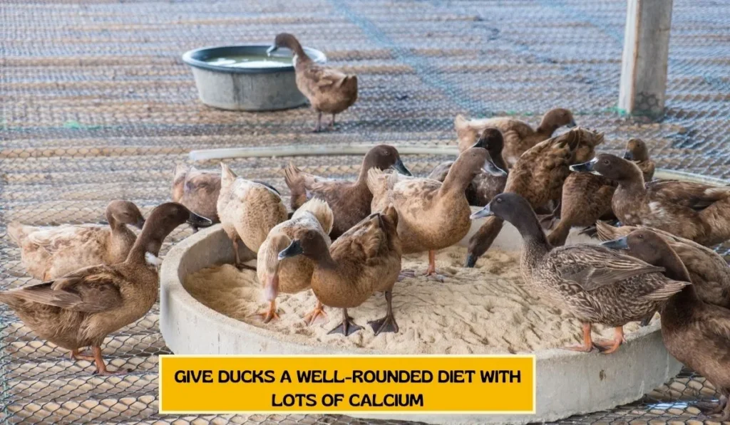 Ensure Calcium Intake for Ducks