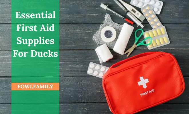 Essential First Aid Supplies For Ducks (+13 Basic Things To Keep)