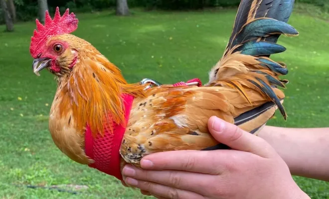 Everything About Chicken Harness: Why They Need It?