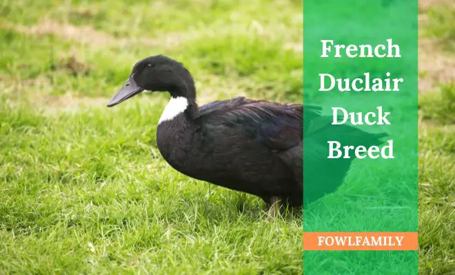 French Duclair Duck Breed: What You Need To Know!