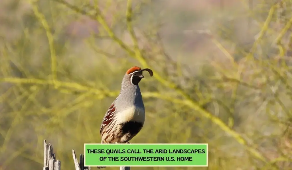 Gambel's Quail Breed - A Short Profile