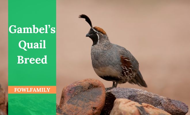 Gambel’s Quail Breed – A Ground-dwelling Bird from New World!