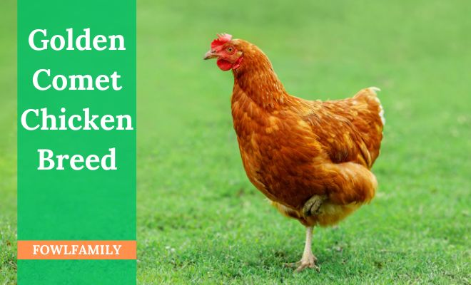 Golden Comet Chicken Breed: A Comprehensive Guide to Raising Them