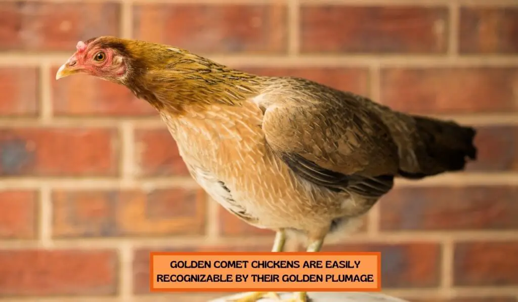 Golden Comet Chicken Chicken Breed Profile