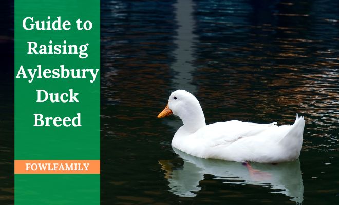 A Comprehensive Guide to Raising Aylesbury Duck Breed