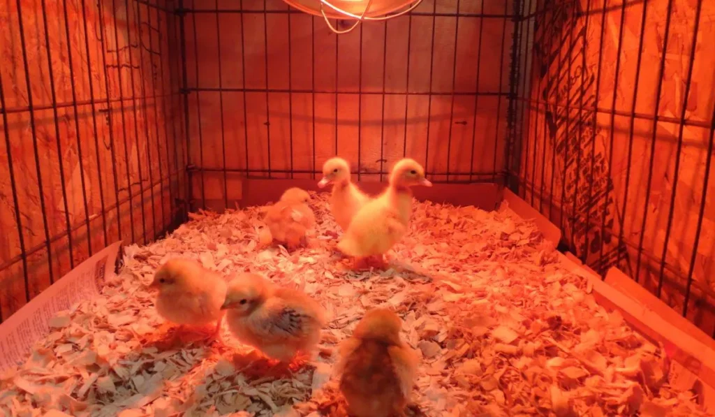 Heat Lamp in Duckling's Initial Days