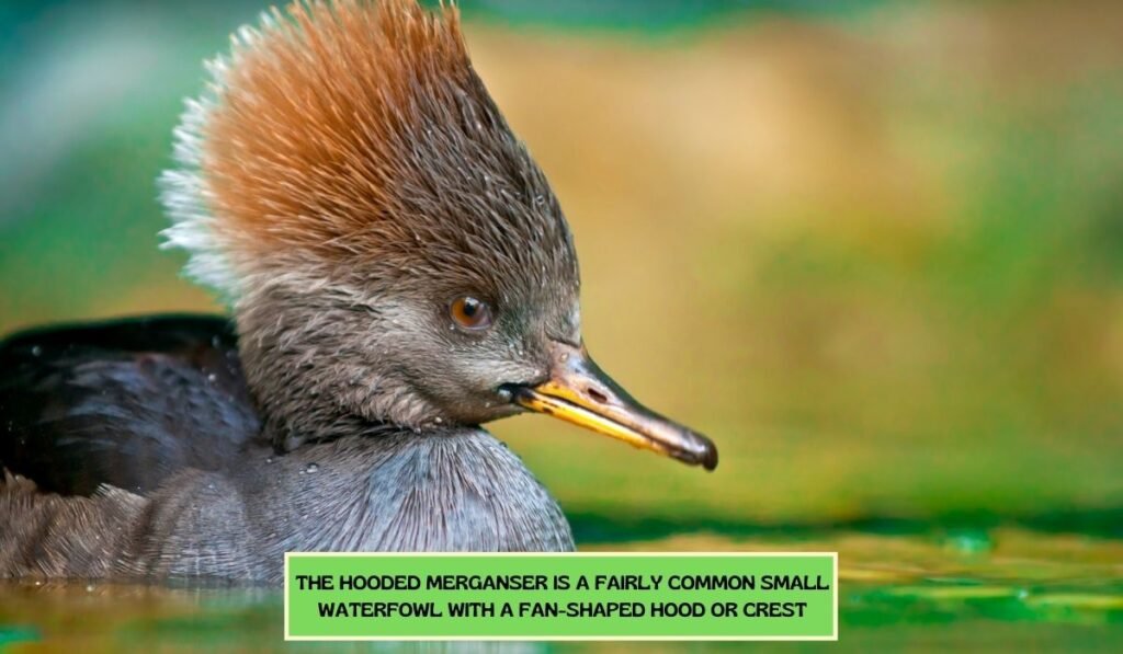 Hooded Merganser