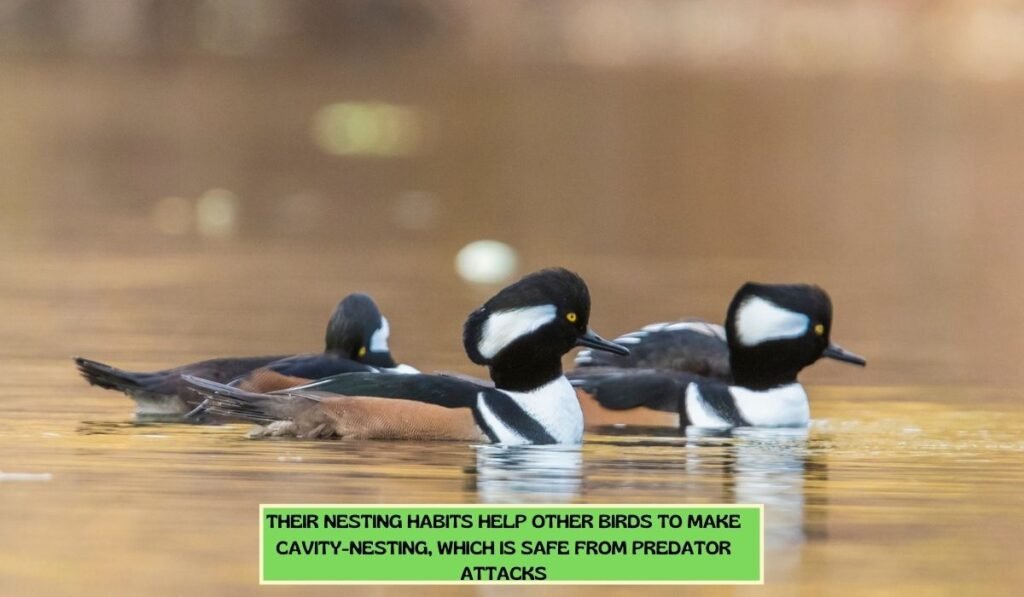 Is There Any Ecosystem Connection With Hooded Merganser