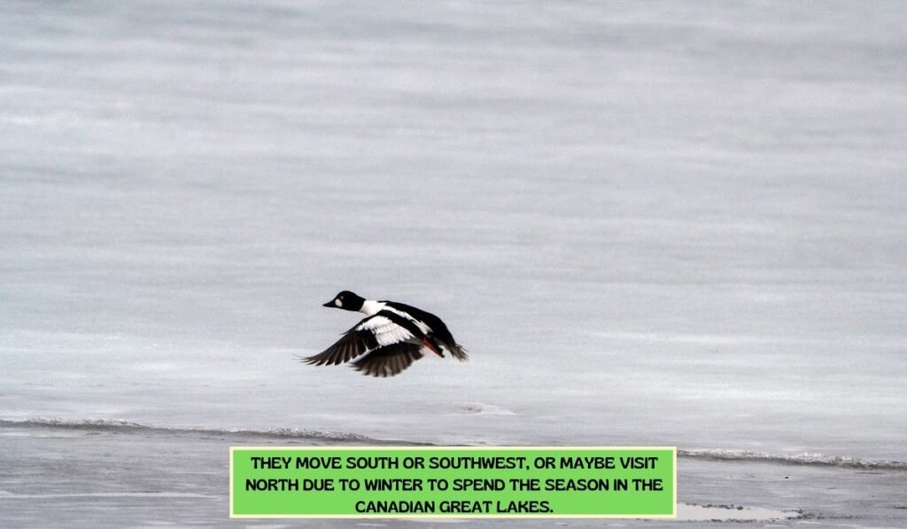 Hooded Merganser Ducks Migration