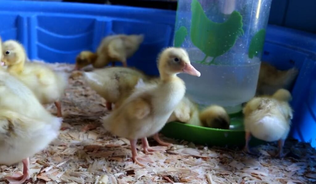 How Much Temperature Should A Heat Lamp Produce for Ducklings