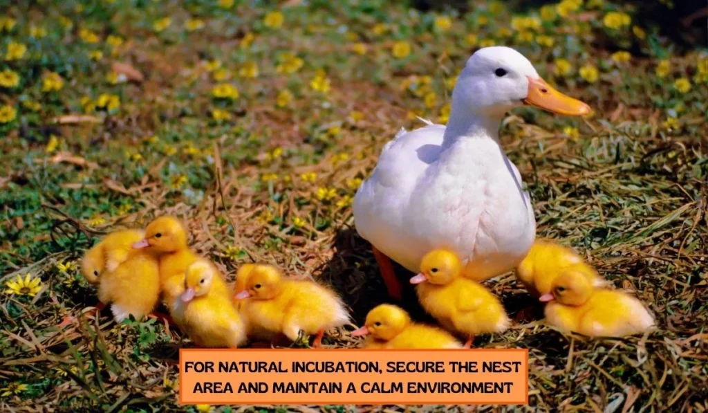 How To Breed Aylesbury Duck Breed