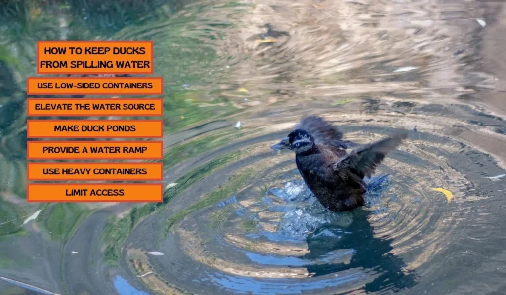 Keep Ducks From Spilling Water