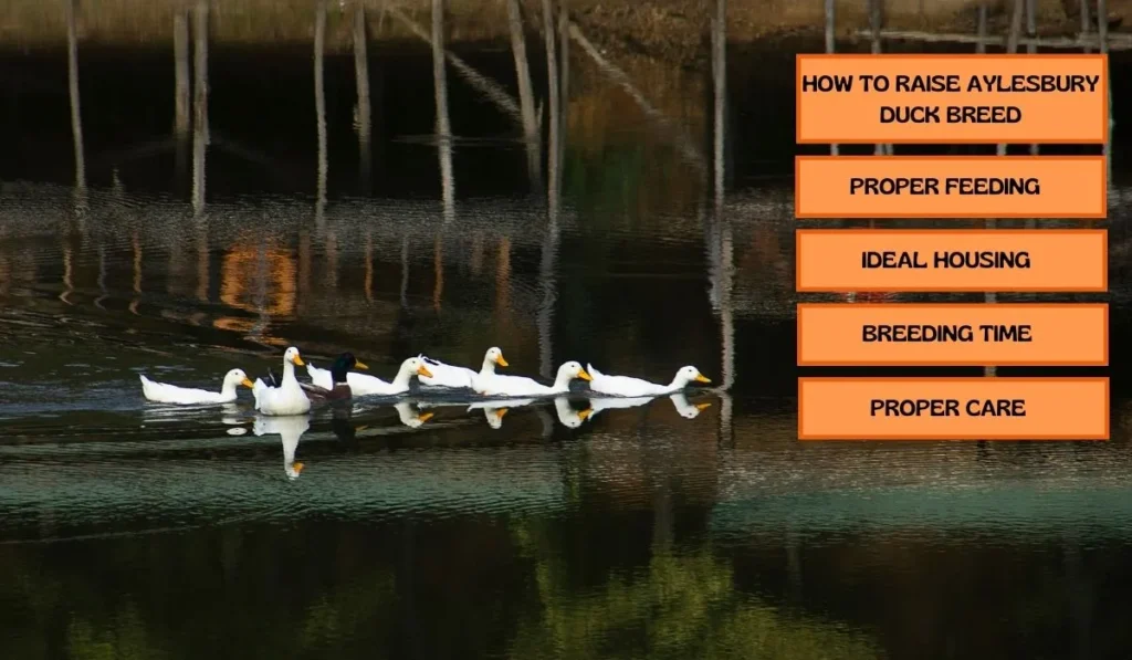 How To Raise Aylesbury Duck Breed