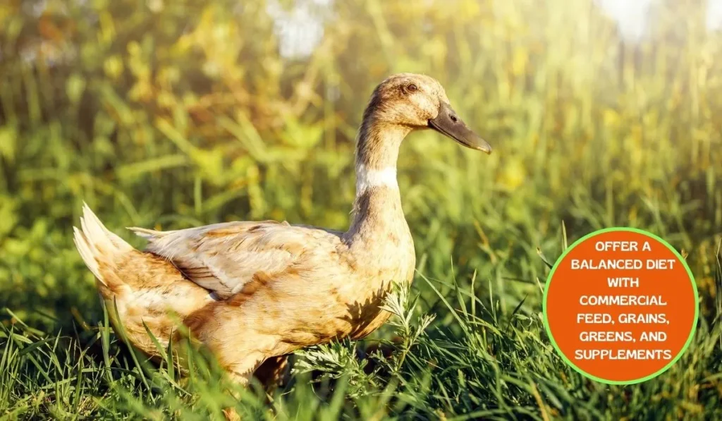 How To Raise Bali Duck Breed