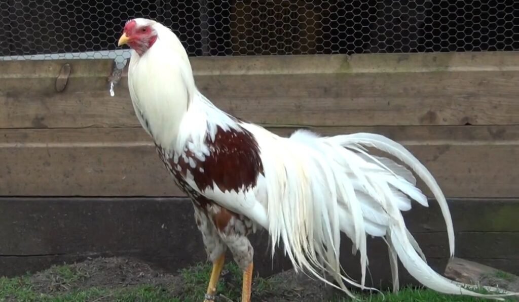 How To Raise the Yokohama Chicken