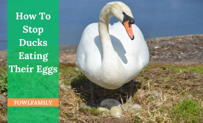 How To Stop Ducks Eating Their Eggs? 9 Things You Can Do!