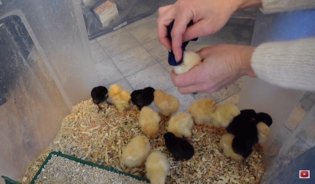 How to Clean Pasty Butt in Chickens