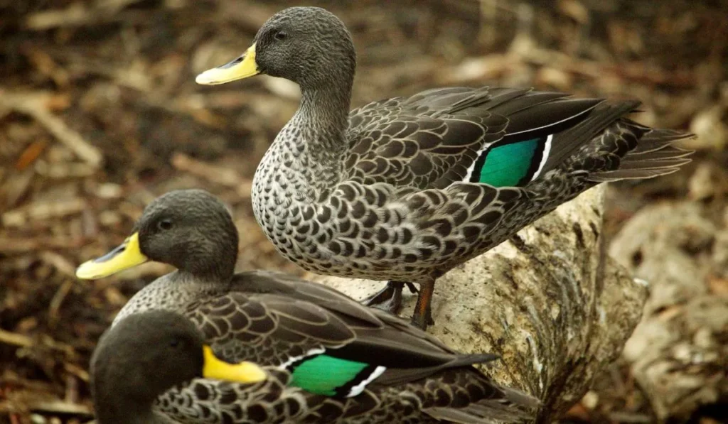 How to Get a Duck to Imprint on You