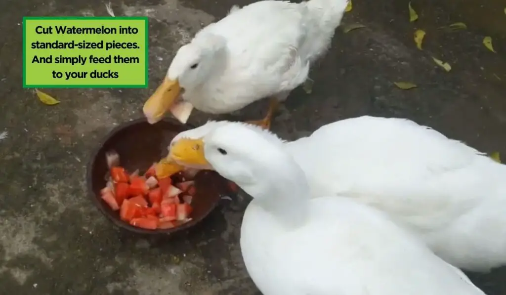 How to Serve Watermelon for Your Ducks