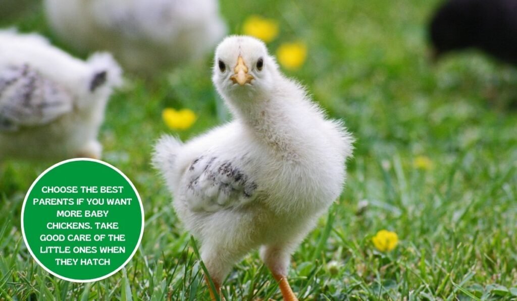 How to Successfully Raise Asil Chickens