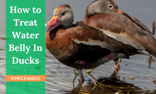 How to Treat Water Belly In Ducks? 6 Steps to Follow!