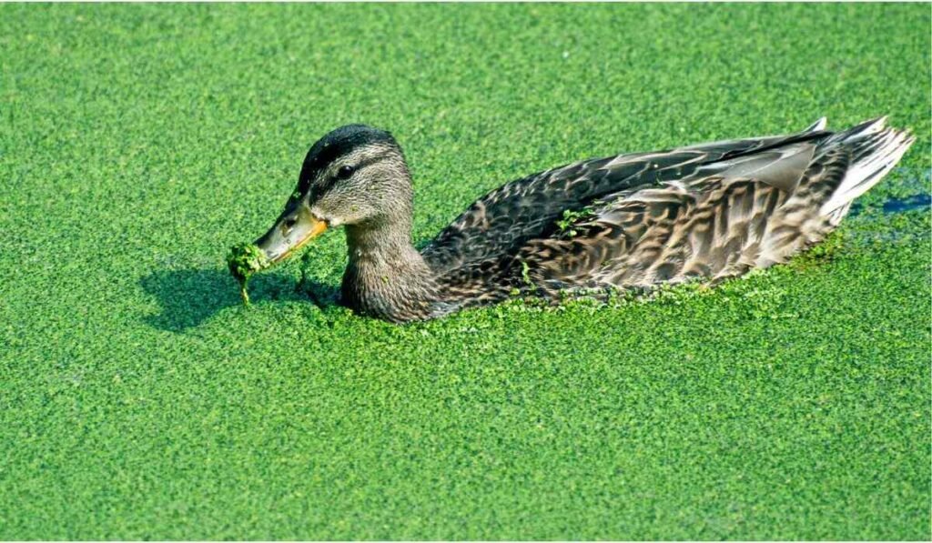 Do Ducks Eat Algae? Yes, Safe!
