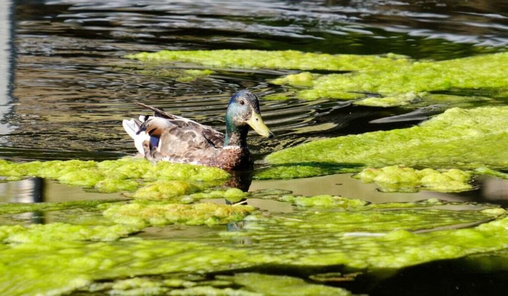 Do Mallard Ducks Eat Algae? Sure Thing!