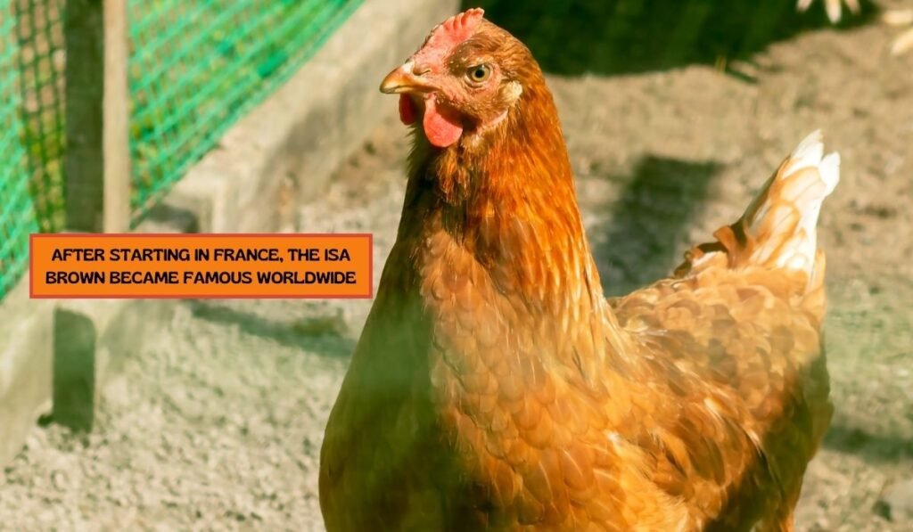 Short Profile of ISA Brown Chicken Breed