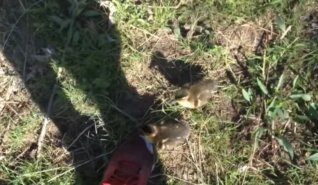Imprinted Ducks Are Confused