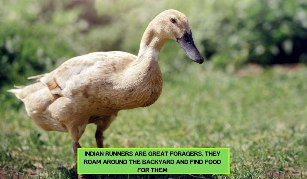 Indian Runners and Their Dietary Preference
