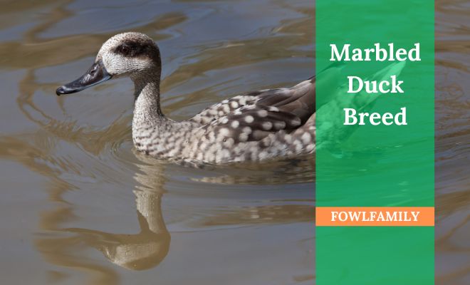 About Marbled Duck Breed: Are They Friendly Enough?