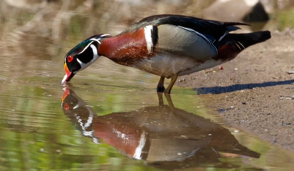 Migration Pattern of the Wood Duck