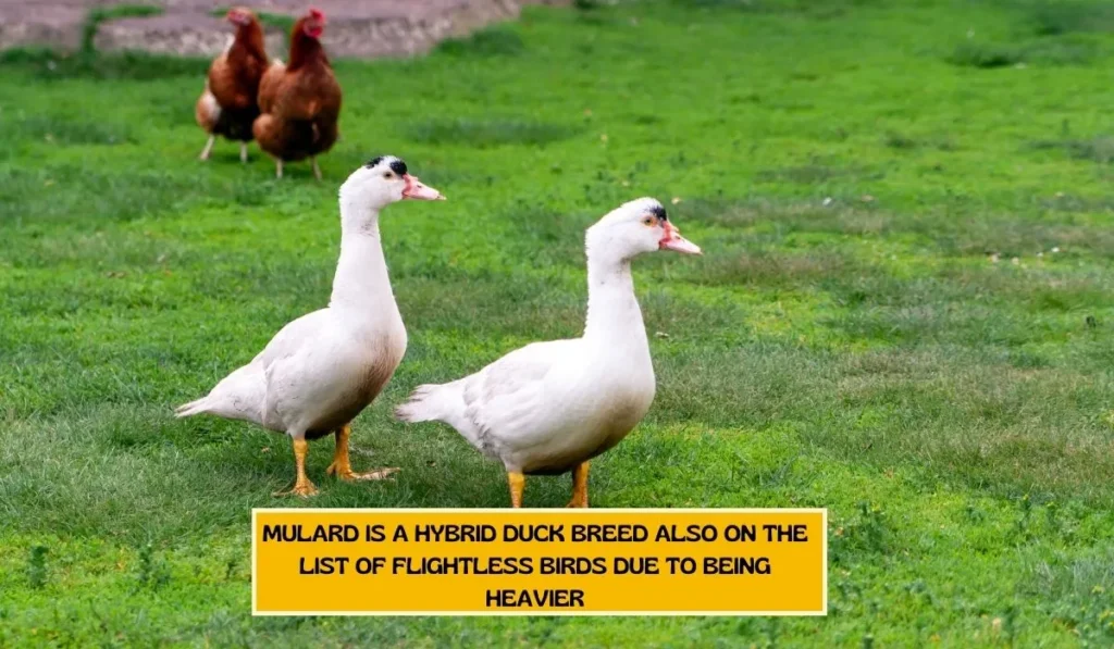 Mulard duck