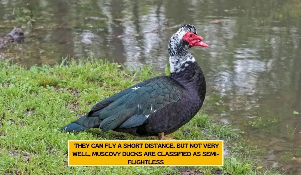 Muscovy Ducks