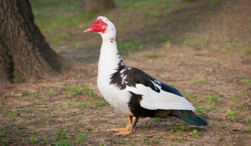 Do Duck Breed and Age Affect Coop Cleanliness? Yes, It Does!
