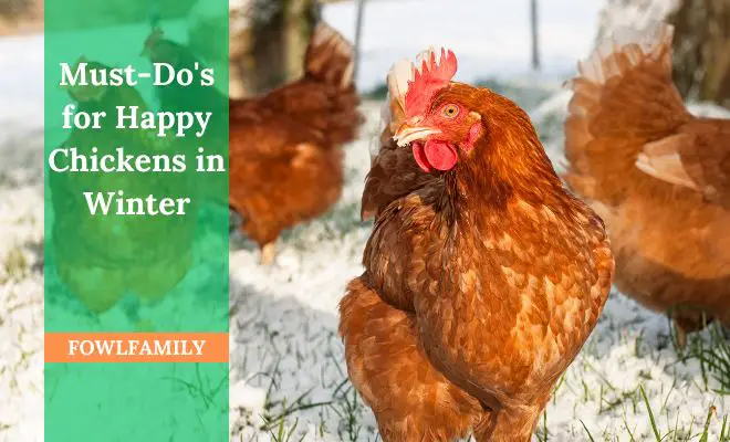 11 Must-Do’s for Happy Chickens in Winter Time!