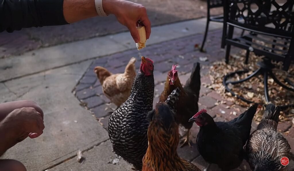 Offer praise and treats